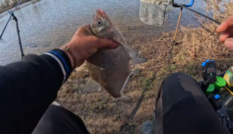 Плотва и лещ после закорма - как сладкая добавка активизирует клев