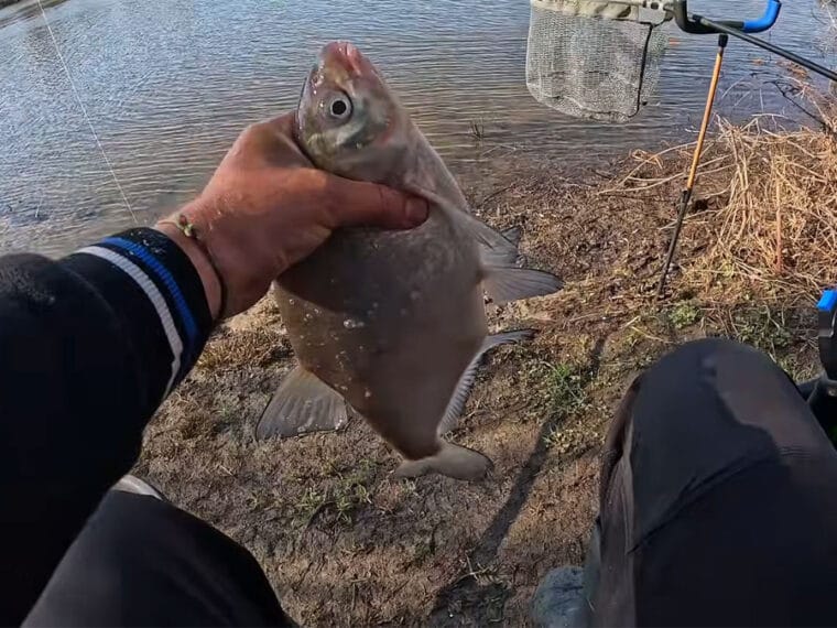 Плотва и лещ после закорма - как сладкая добавка активизирует клев