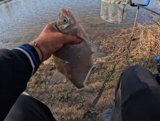Плотва і лящ після стартового закорму - як солодка добавка активізує кльов