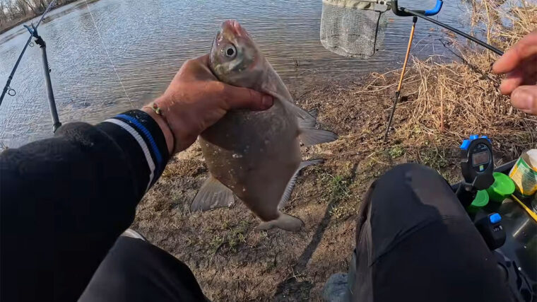 Плотва і лящ після стартового закорму - як солодка добавка активізує кльов