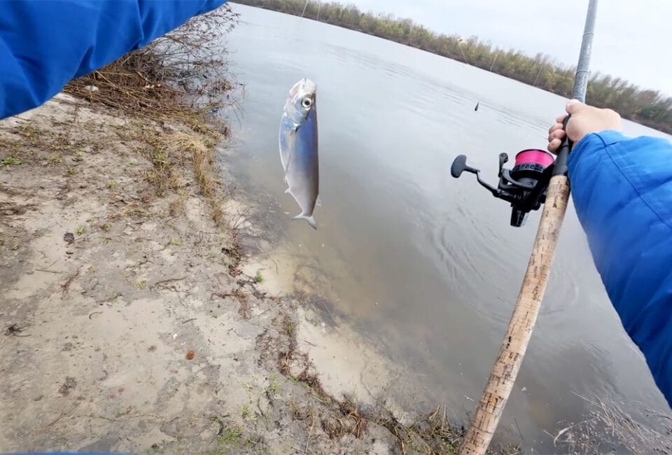 Почему чехонь игнорирует опарыша: ошибка, которую совершают 90% рыбаков на Десне