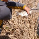 Почему рваный червь часто срабатывает, когда карась игнорирует все остальное