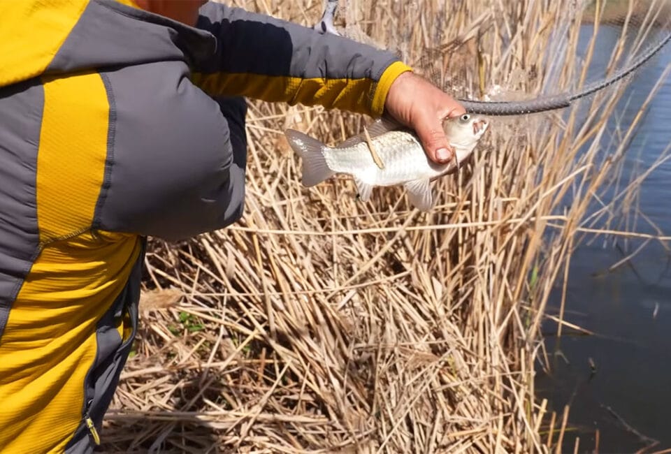 Почему не клюет карась весной: ошибка с прикормкой и где искать рыбу