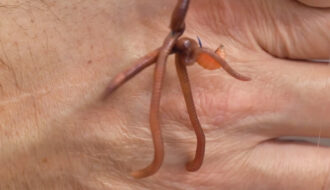 Комбинированная насадка червь и опарыш для ловли леща на Днепре в апреле