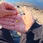 Почему не клюет карась: главная ошибка при поиске рыбы в заливах Днепра