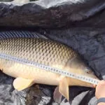 Чому прикормка не працює: популярні помилки, що відлякують рибу