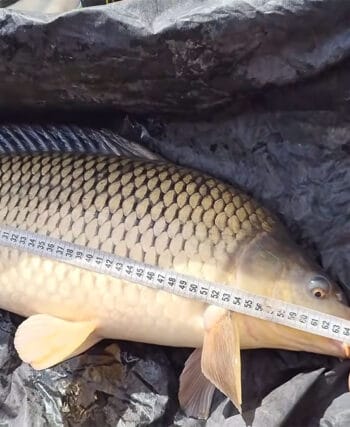 5 помилок на риболовлі, за які найчастіше штрафують у 2026 році