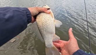 Чи знаєте ви, які помилки під час ловлі карася призводять до дрібного улову?