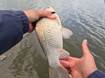 Чи знаєте ви, які помилки під час ловлі карася призводять до дрібного улову?