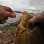 Ви неправильно використовуєте кліпсу на котушці: як зберегти волосінь і не втратити трофей