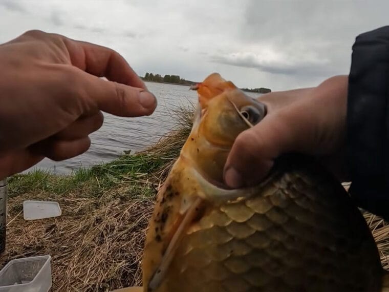 Чи знаєте ви, які помилки у фідерній ловлі призводять до порожнього садка?