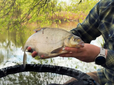 Прикормка на леща: как правильно готовить и увлажнять смесь перед рыбалкой