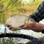 Прикормка на ляща: як правильно готувати і зволожувати суміш перед риболовлею