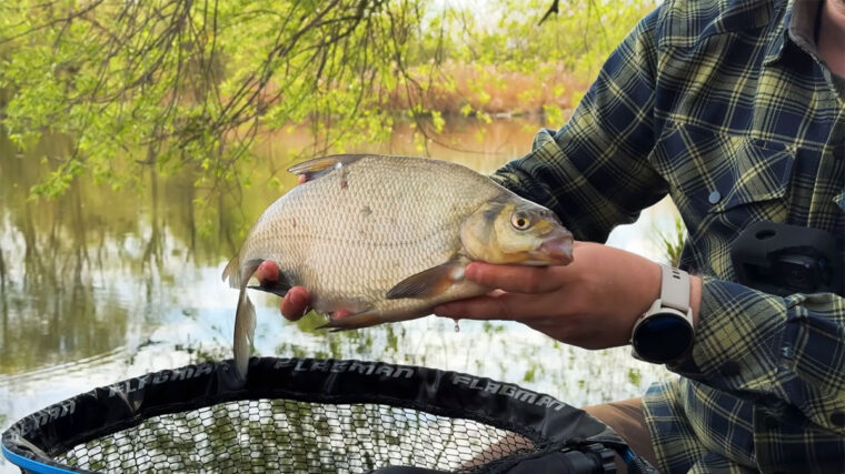 Прикормка на ляща: як правильно готувати і зволожувати суміш перед риболовлею