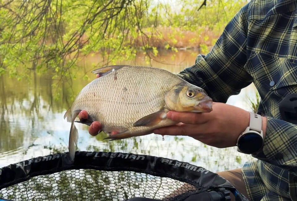 Прикормка на ляща: як правильно готувати і зволожувати суміш перед риболовлею
