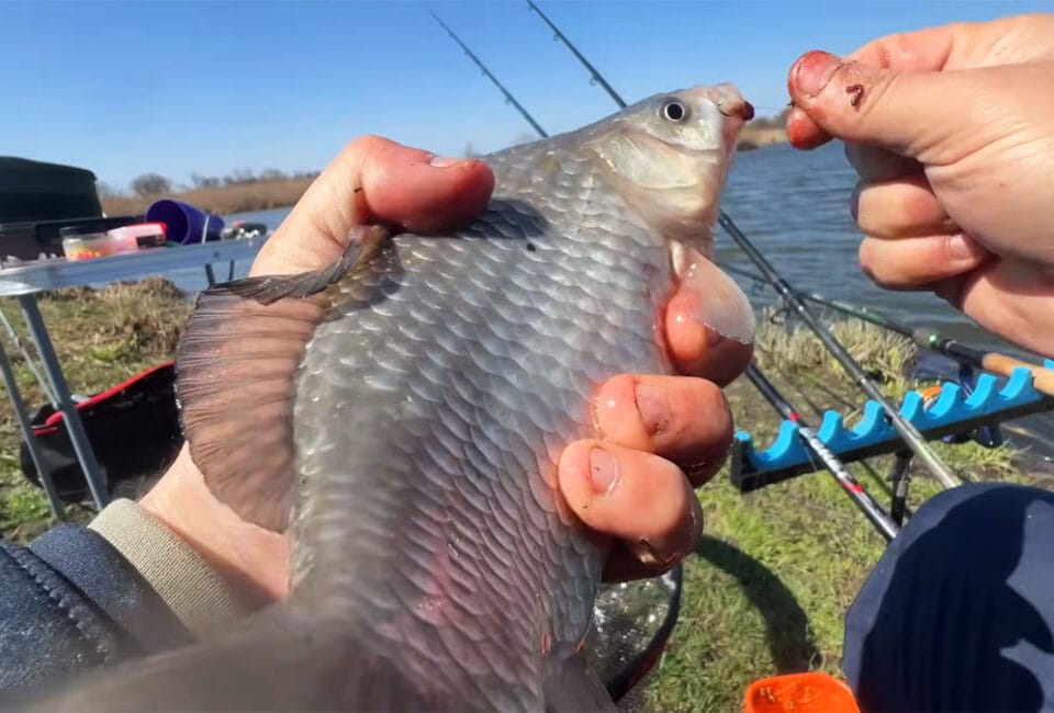 Фидерная ловля карася в апреле в холодную погоду