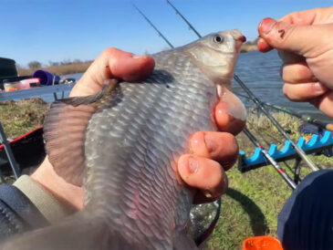 Фідерна ловля карася у квітні в холодну погоду