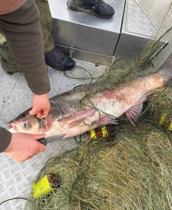Київський рибоохоронний патруль витягує товстолобика з браконьєрських сіток на Київському водосховищі, квітень 2026