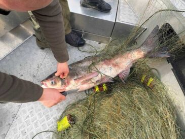 Рейди на Дніпрі: Київський рибоохоронний патруль врятував риби майже на 1 млн грн