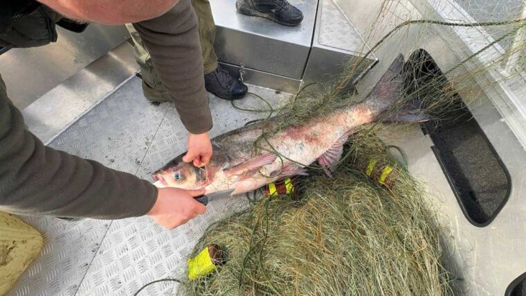 Київський рибоохоронний патруль витягує товстолобика з браконьєрських сіток на Київському водосховищі, квітень 2026