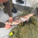 Удар по плотве в мутной воде: почему крашеное «вымя» обходит опарыша при паводке на Днепре