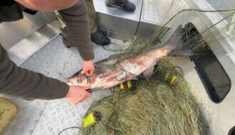 Киевский рыбоохранный патруль извлекает толстолобика из браконьерских сетей на Киевском водохранилище, апрель 2026
