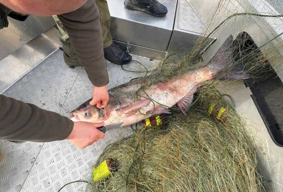 Киевский рыбоохранный патруль извлекает толстолобика из браконьерских сетей на Киевском водохранилище, апрель 2026