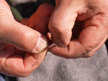 Рваний черв'як на карася навесні: як розворушити пасивну рибу