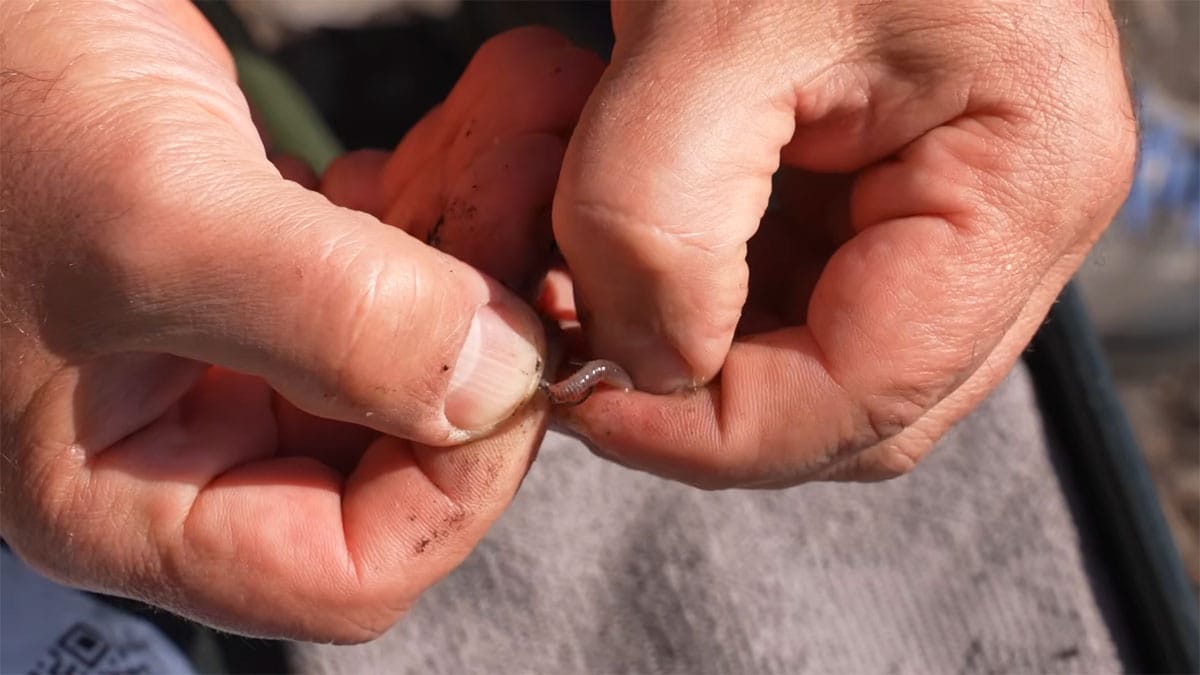 Почему рваный червь часто срабатывает, когда карась игнорирует все остальное