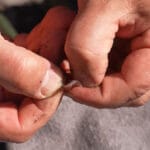 Пеллетс Fanatik Черный Чеснок на карася: что показывает на весенней рыбалке