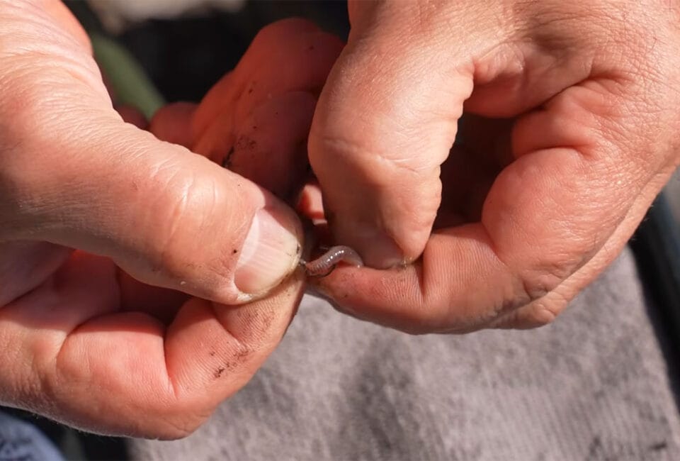 Рваный червь на карася весной: как расшевелить пассивную рыбу