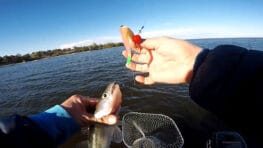 Порівняння ефективності поролону та силікону при ловлі судака в мутній воді Дніпра