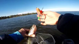 Порівняння ефективності поролону та силікону при ловлі судака в мутній воді Дніпра