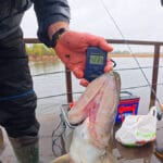 Пауза или жор? Почему щука игнорирует приманки в середине апреля (Видео)