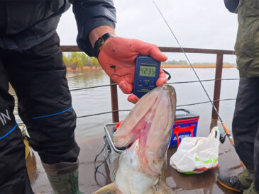 Битва за судака в Черкассах: трофей на 4 кг, скандалы и ловля в «джунглях» (Видео)