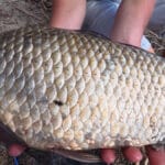 Чому не клює карась: головна помилка при пошуку риби в затоках Дніпра