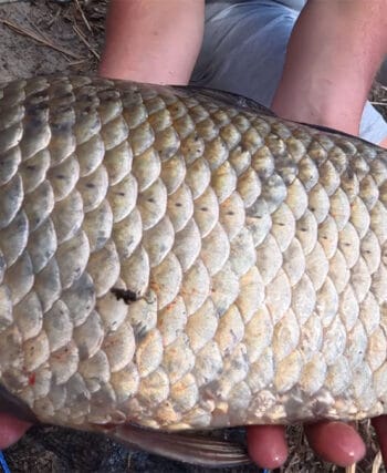 Під Черкасами спіймано карася понад 2 кг: що відомо про вилов на Дніпрі