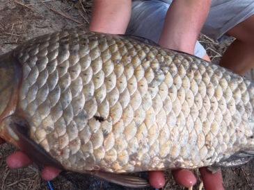 Трофейний карась на Дніпрі: під Черкасами спіймано рекордний екземпляр вагою понад 2 кг