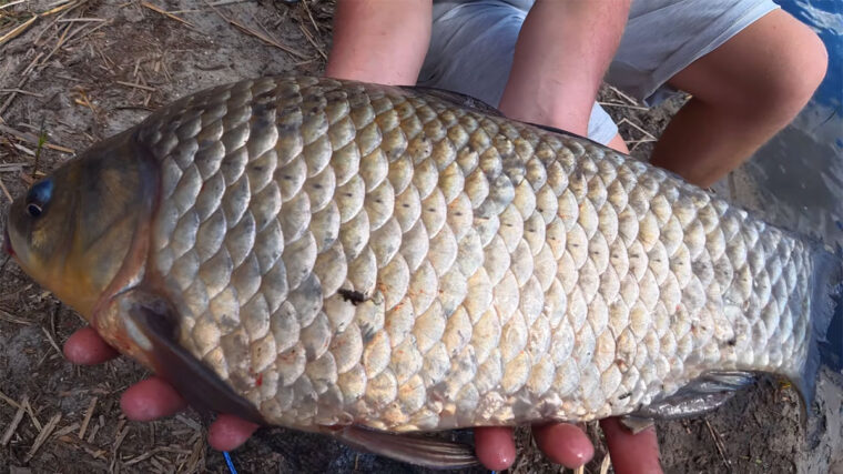 Під Черкасами спіймано карася понад 2 кг: що відомо про вилов на Дніпрі