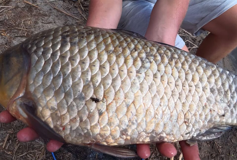 Под Черкассами пойман карась более 2 кг: что известно о поимке на Днепре