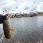 Черв’як млявий і не тримається на гачку: 2 способи повернути йому активність за хвилини