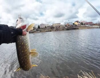 Весняний жор почався! Як ловити щуку у квітні: тактика, що спрацювала