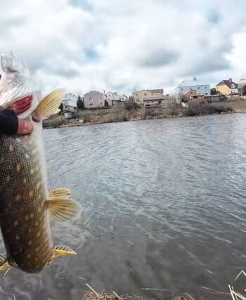 Весняний жор почався! Як ловити щуку у квітні: тактика, що спрацювала