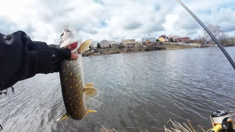 Весняний жор почався! Як ловити щуку у квітні: тактика, що спрацювала