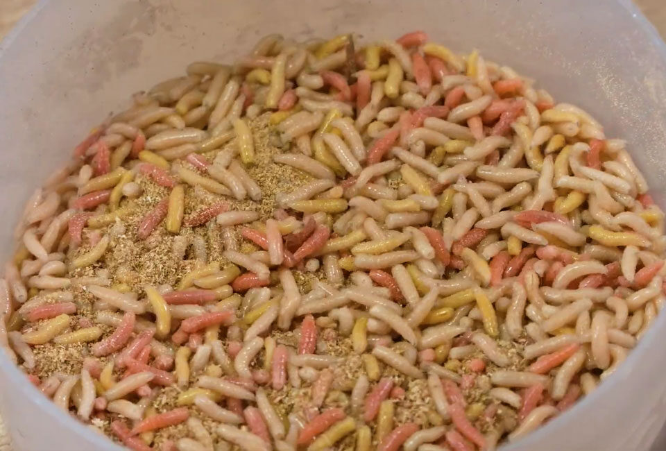 Опариш і черв'як у контейнері з тирсою, правильне зберігання наживки вдома, квітень 2026