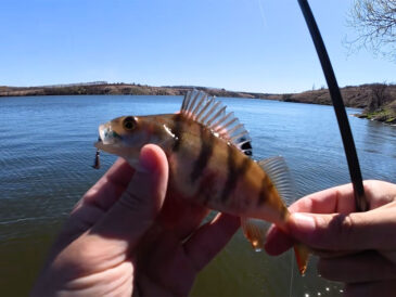 Резкое потепление «включило» окуня: что происходит на Южном Буге под Ладыжином (Видео)
