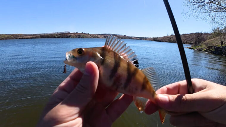 Южный Буг в апреле: окунь резко сменил клев