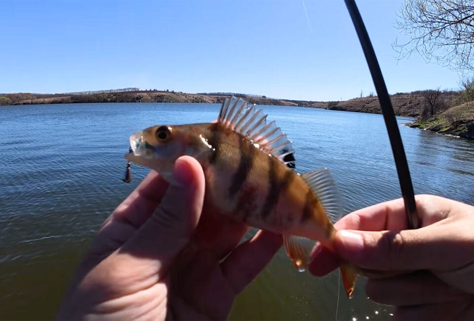 Южный Буг в апреле: окунь резко сменил клев