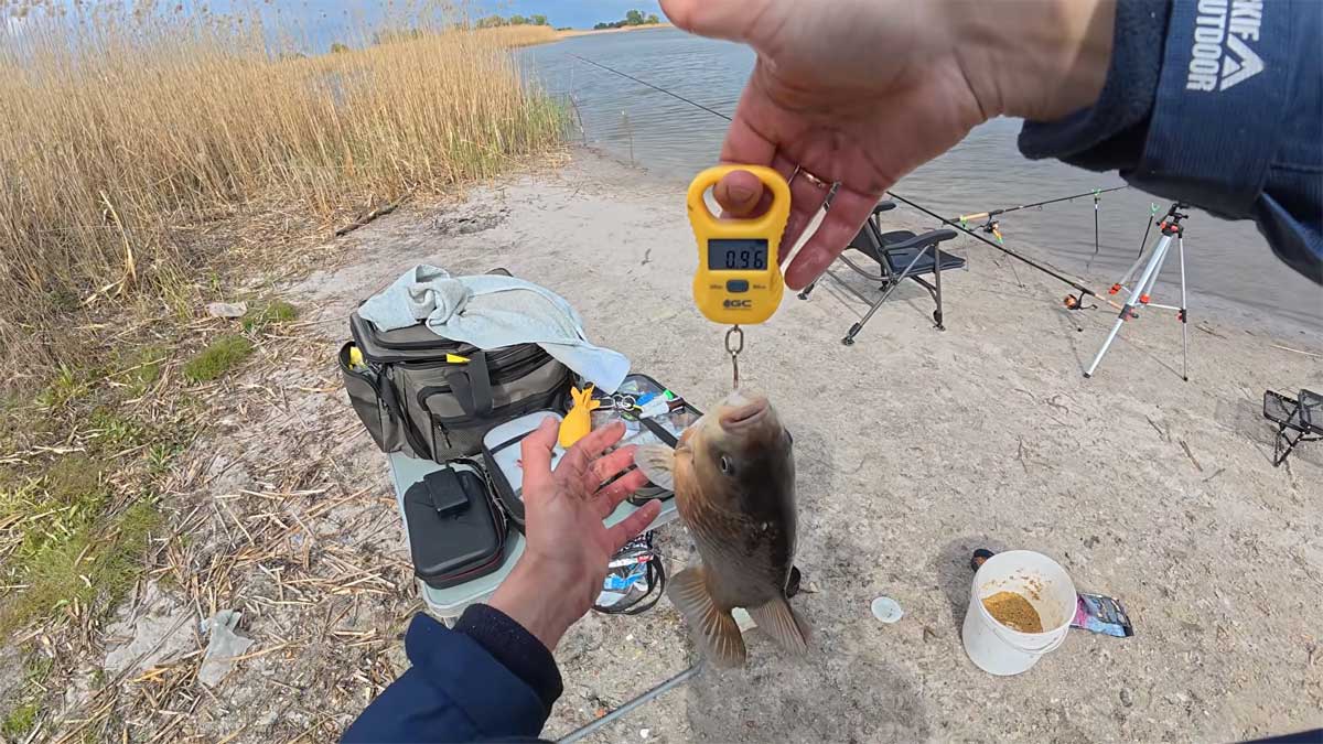 На Суле крупный карась вышел к камышу