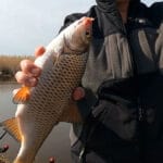Дідові монтажі дають збій: чому травневий карась на Пслі змусив укорочувати повідці